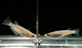 青鳉鱼,探寻青鳉鱼的生态奥秘与观赏价值